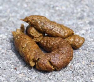it's a literal pile of dog crap